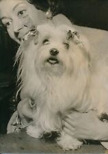 Bichon maltais 1956 d'occasion  Expédié en Belgium