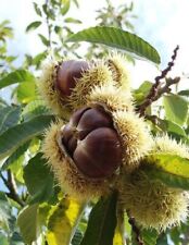 Sweet chestnut young for sale  WITHERNSEA