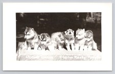Siberian husky puppies for sale  Elgin