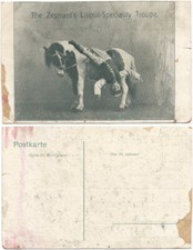 Cpa poney shetland d'occasion  Vix