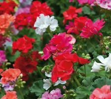 Geranium jackpot mixed for sale  ST. LEONARDS-ON-SEA