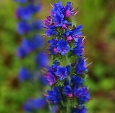 400 seeds viper for sale  READING