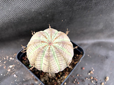 Euphorbia obesa cactus usato  Massafra