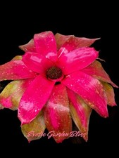 Neoregelia treasure royale for sale  San Juan