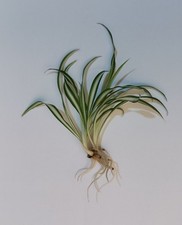 Lot boutures chlorophytum d'occasion  Châteauroux