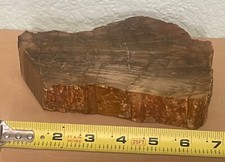 Large polished petrified for sale  Saint Petersburg