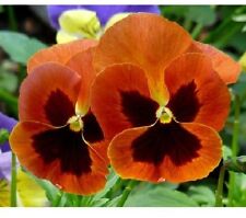 15 graines PENSEE GEANTE ORANGE(Viola wittrockiana)X04 PANSY SEEDS SEMILLA SAMEN comprar usado  Enviando para Brazil