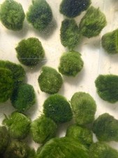 Marimo moss balls for sale  Indio