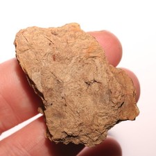 Triceratops skull frill for sale  Isabel