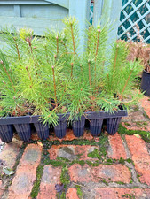 Scots pine 30cm for sale  LIMAVADY