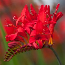 Set crocosmia lucifer for sale  PETERBOROUGH