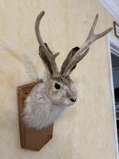 jackalope mount for sale  Houston
