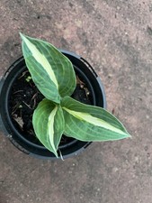 Hosta whirly pop for sale  KINGS LANGLEY