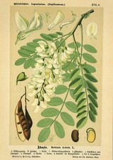 Akazie robinie abb gebraucht kaufen  Guben