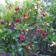 Arbutus unedo atlantic d'occasion  Pouzauges