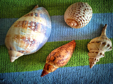 Large natural seashells d'occasion  Expédié en Belgium