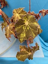 plants 6 begonia for sale plants 6 begonia for sale San Francisco
