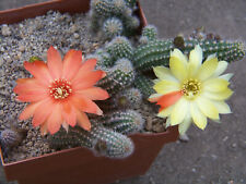 Chamaecereus ibrido ibrido usato  Spedire a Italy