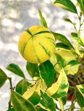 Limone agrumato variegato usato  Napoli