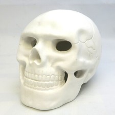 CAVEIRA DE GESSO BRANCO Artesanato Pintável Pesado (3+lb) Tamanho Real, usado comprar usado  Enviando para Brazil