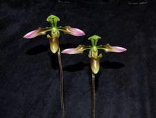Paphiopedilum appletonianum tr for sale  Apopka