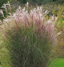 Adagio maiden grass for sale  Kent