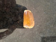 dinosaur tooth for sale dinosaur tooth for sale ASHFORD