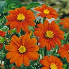 Tithonia rotundifolia mexican for sale  DERBY
