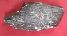 Mammoth fossil florida for sale  Tampa