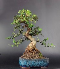 Bonsai olivastro wildolive usato  Cison di Valmarino