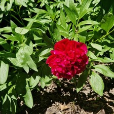 Paeonia pfingstrose rot gebraucht kaufen  Bergneustadt