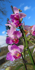 Rchidee phalaenopsis peloric gebraucht kaufen  Rudolstadt