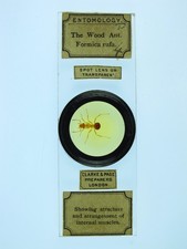 Antique microscope slide for sale  BRISTOL