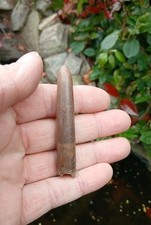 Fossil belemnite germany for sale  WREXHAM