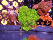 Bright green gsp for sale  CLACTON-ON-SEA