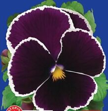 Sementes De Viola, 0,05g Sementes De Cassis F1 Violeta, Sementes Orgânicas Herança #449 comprar usado  Enviando para Brazil