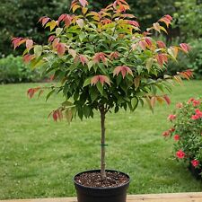 Barbados cherry tree for sale  Vero Beach