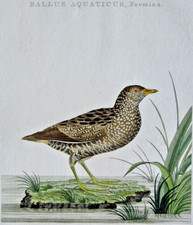 European water rail for sale  Escondido