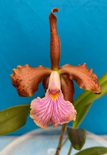 Cattleya velutina rlc for sale  Daly City