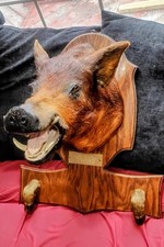 Taxidermy huge wild for sale  Yorktown