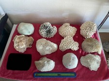 Dry coral natural for sale  Glendale
