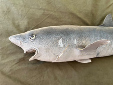 Hai haifisch präperation gebraucht kaufen  Bielefeld