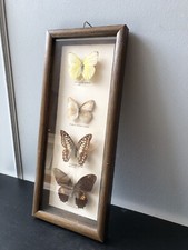 Cadre taxidermie papillon d'occasion  Laon