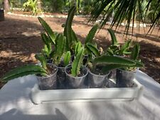 Stapelia gigantea succulent for sale  Englewood