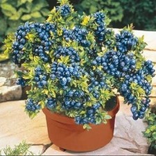 Blueberry plant top for sale Blueberry plant top for sale  BOSTON
