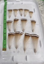 Pcs natural pheasant for sale  Christmas