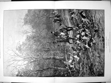 Antique print likely for sale  UK