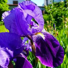 Knollen iris schwertlilie gebraucht kaufen  Frankenthal