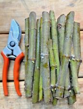 Organic fig rare for sale Organic fig rare for sale  WESTBURY