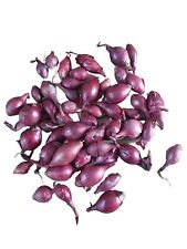 Red baron onion for sale  BRISTOL